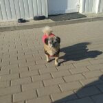 Burek