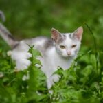 Joko