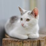 Joko