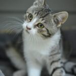 Lili