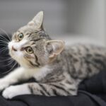 Lili